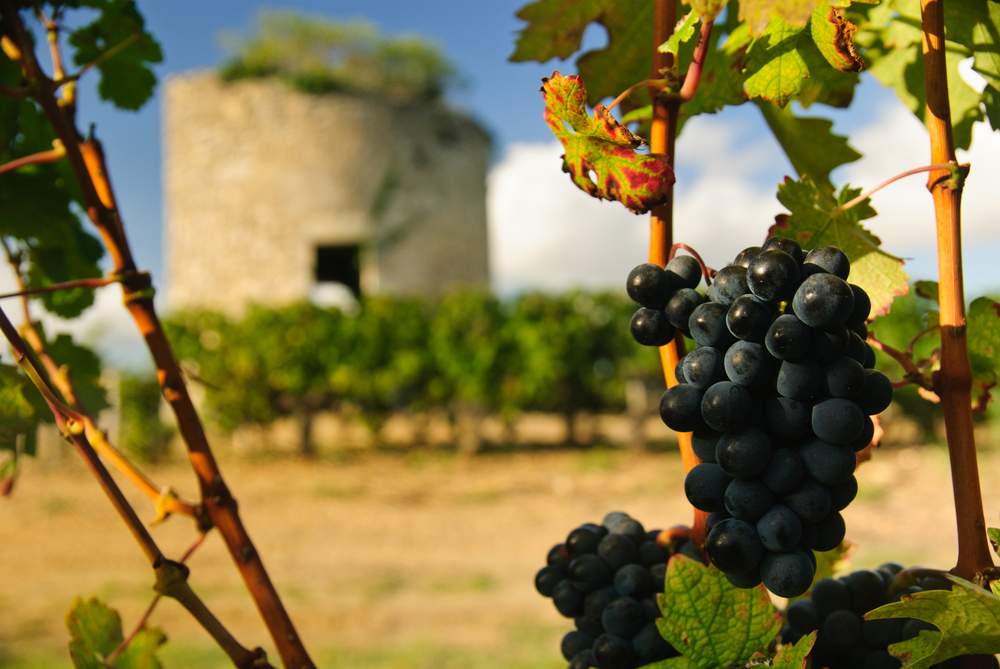 VINGÅRD: Frankrike er kjent for sine mange vingårder. Bildet er tatt fra Médoc-området. Foto: NTB SCANPIX